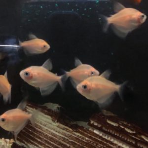 GYMNACORIMBUS ALBINO