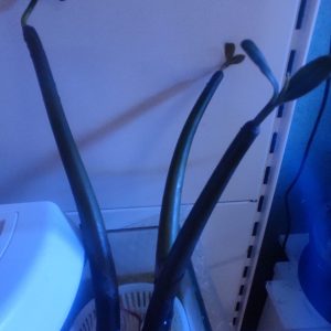 RHIZOPHORA MANGROVIA