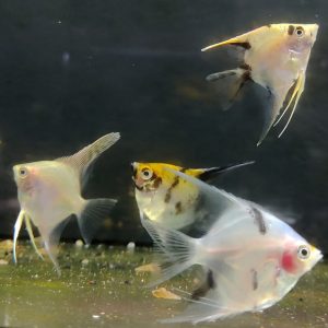 PTEROPHYLLUM SCALARE ASS.