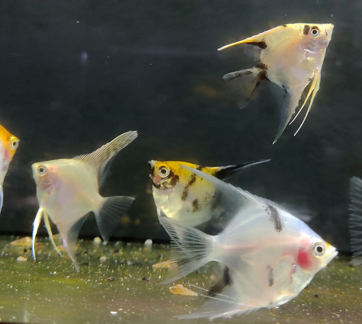 PTEROPHYLLUM SCALARE ASS.