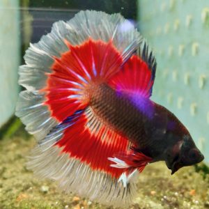 BETTA HALFMOON