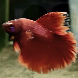 BETTA HALFMOON