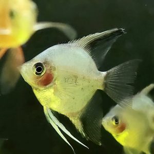 PTEROPHYLLUM SCALARE BLU AVATAR