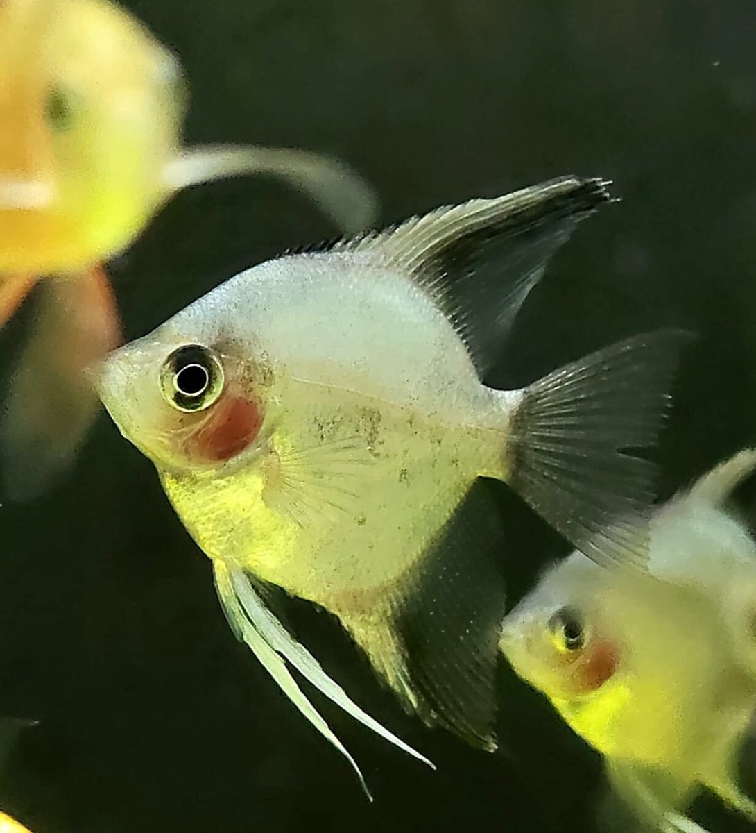 PTEROPHYLLUM SCALARE BLU AVATAR