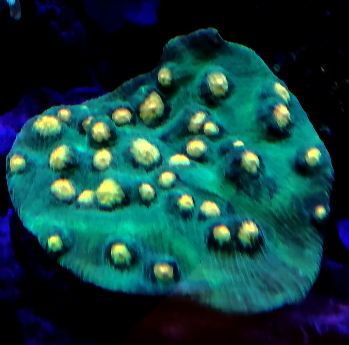 ECHINOPHYLLIA - immagine 2