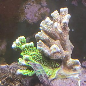 MONTIPORA
