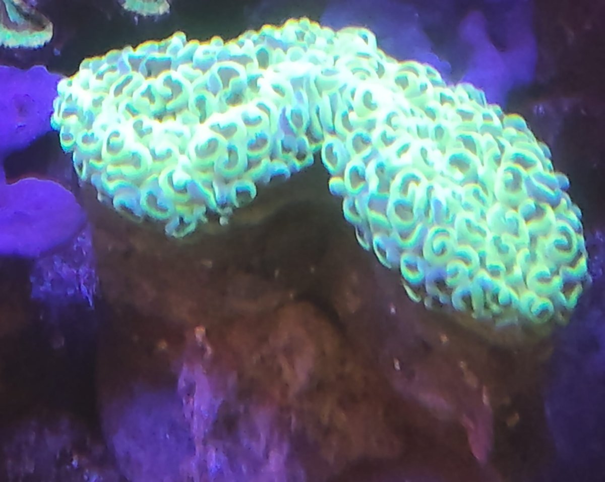 EUPHYLLIA ANCORA - immagine 2