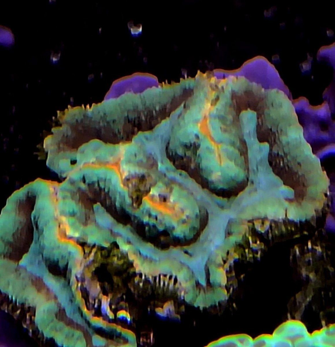 LOBOPHYLLIA - immagine 2