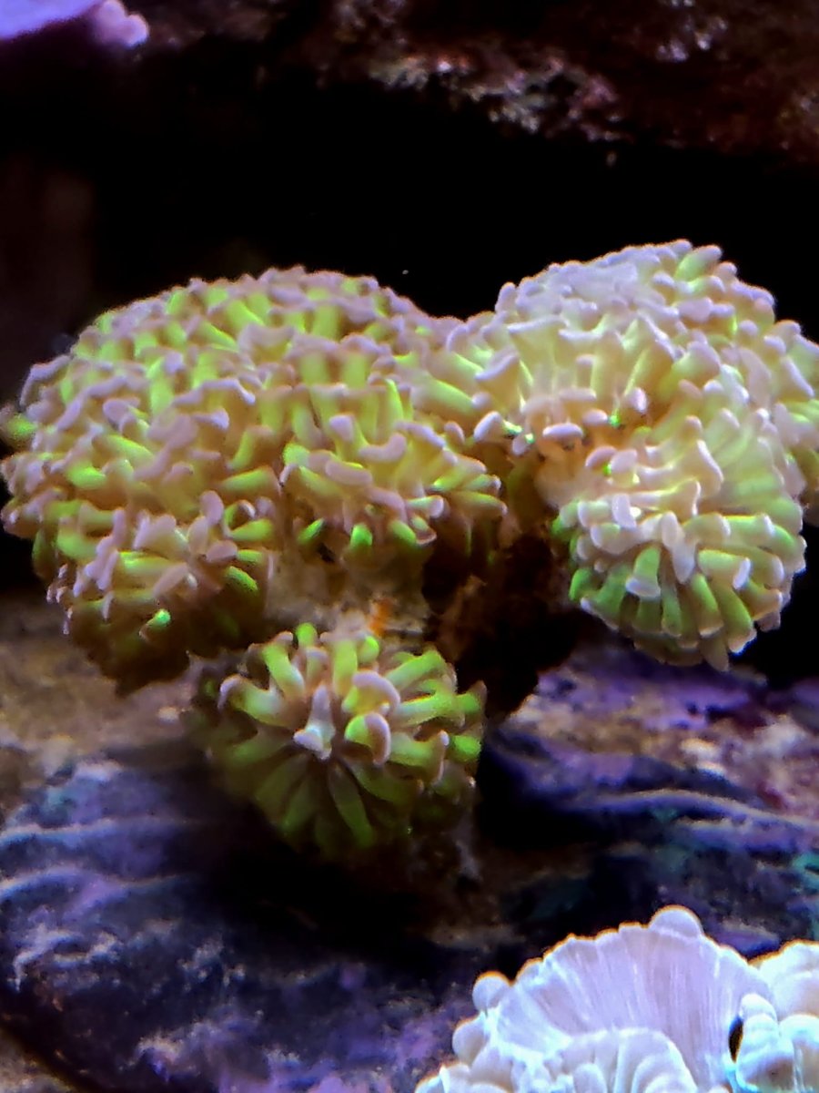 EUPHYLLIA - immagine 2