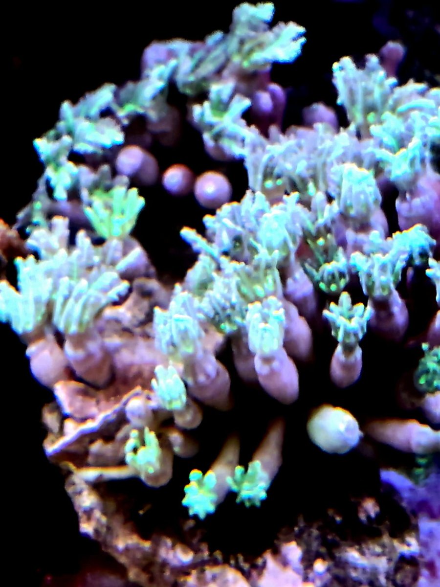 KNOPPIA - immagine 2