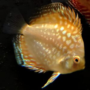 DISCUS YELLOW CHECKERBORD