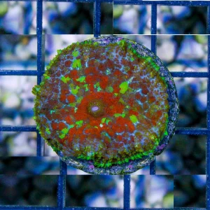 Rhodactis aboriginal devil