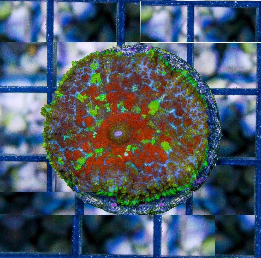 Rhodactis aboriginal devil