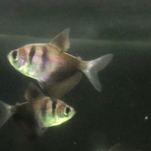 GYMNACORIMBUS TERNETZI