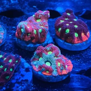 Favites pentagona red, frag di 3,5-4 cm