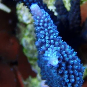 Acropora loisette blu – frag 3-5 cm
