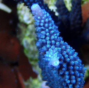 Acropora loisette blu – frag 3-5 cm