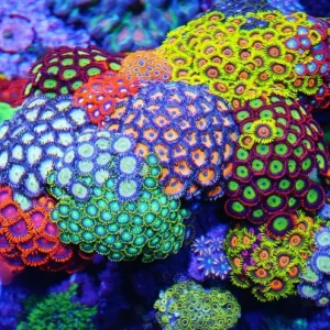 Zoanthus MIX – large