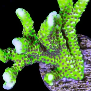 Anacropora Forbesi Goblin – frag di 3-4 cm