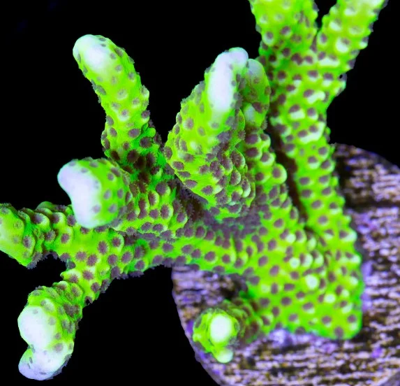 Anacropora Forbesi Goblin – frag di 3-4 cm