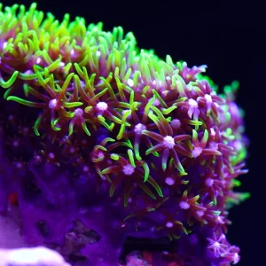 Briareum – taglia media