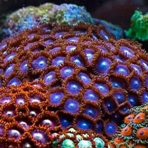 Zoanthus red brick – 5-8 polipi