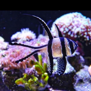 Pterapogon kauderni – ALLEVATI IN ITALIA