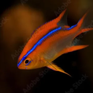 Neoglyphidodon crossi