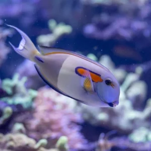 Acanthurus olivaceus