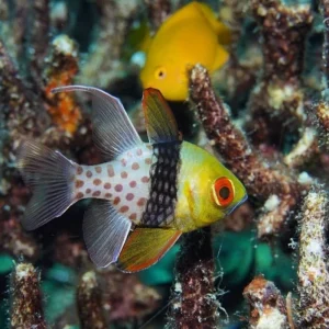 sphaeramia nematoptera