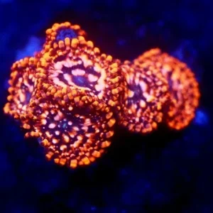 Zoanthus utter chaos – grado A+ – 3 polipi