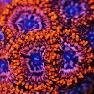 Zoanthus utter chaos – grado A+ – 4-5 polipi