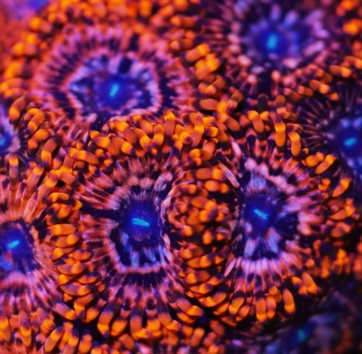 Zoanthus utter chaos – grado A+ – 4-5 polipi - immagine 2