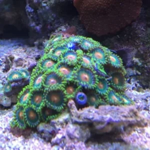 Zoanthus green rim golden – 10-12 polipi