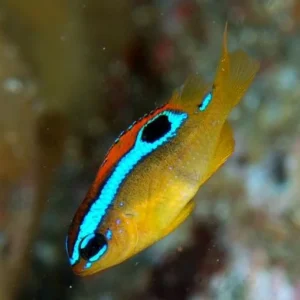 Chrysiptera leucopoma