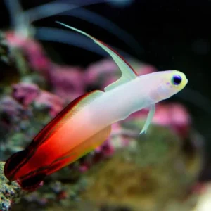 Nemateleotris magnifica