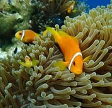 Amphiprion nigripes – COPPIA – di allevamento