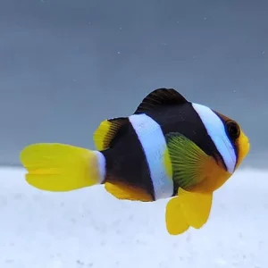 Amphiprion clarkii – di allevamento