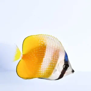 Chaetodon kleinii – (DI SERRA)