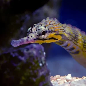 Corythoichthys intestinalis