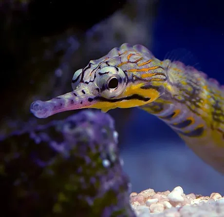 Corythoichthys intestinalis - immagine 2