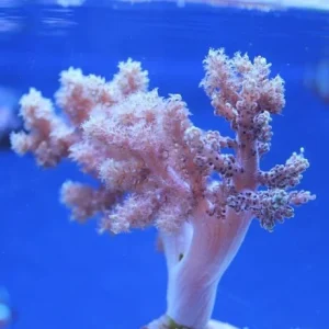 Cladiella – taglia mini