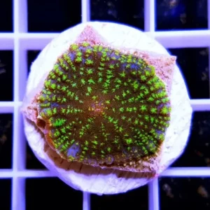 Rhodactis electric green bull’s eye – GRADO A+