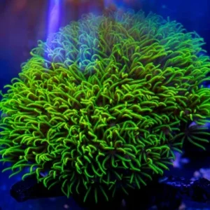 Briareum green extreme – taglia medio-grande