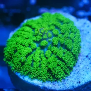 Rhodactis osculifera green opal – GRADO A