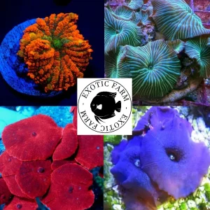 5 ESEMPLARI Rhodactis e Discosoma mix – (piccoli)