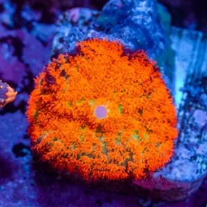 Rhodactis forest fire – GRADO A+