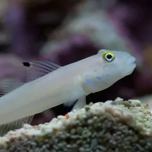 Valenciennea sexguttata