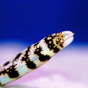 Echidna nebulosa – Murena stellata