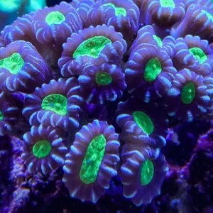 Caulastrea furcata – 2 calici